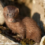 Mink