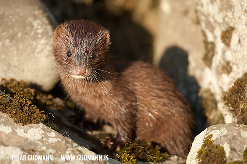 Mink