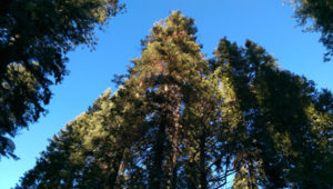 I look up, past the trees, to the sky