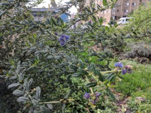 Summer Harvest - the plants are taking over!