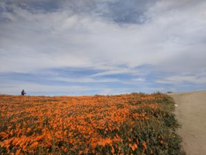 Spring Poppies